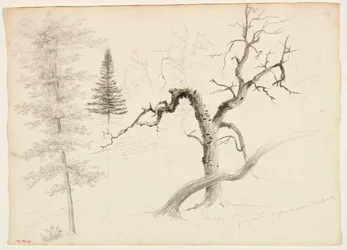 Ahorn, Balsamtanne, Kiefer, Zottelige Gelbbirke, Weißbirke, 1828